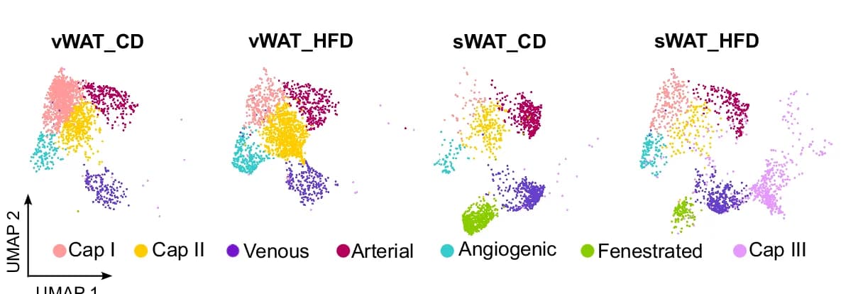 Open access visualization of UMAP, Differential Clustering, ECs, Conditions