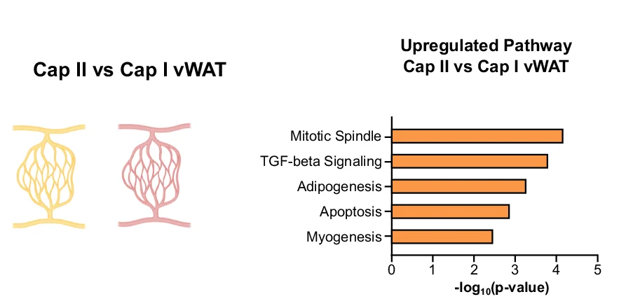 Open access visualization of Bar Plot, Illustration, Bioplanet, Pathways, Cap II