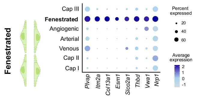 Open access visualization of Bubble Plot, Illustration, Dot Plot, Marker Genes, Fenestrated Endothelial Cells