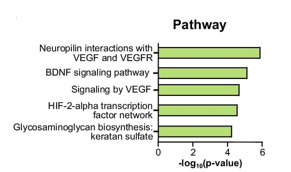 Open access visualization of Bar Plot, Bioplanet, Upregulated Pathways, Fenestrated Endothelial Cells