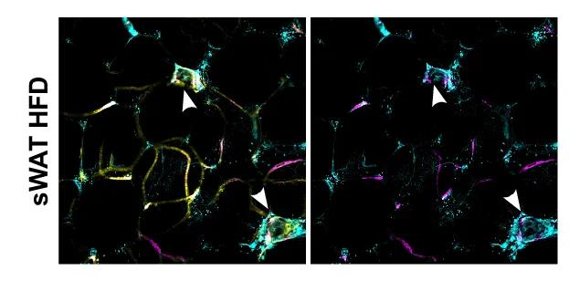 Open access visualization of Microscopy, Obese Mice