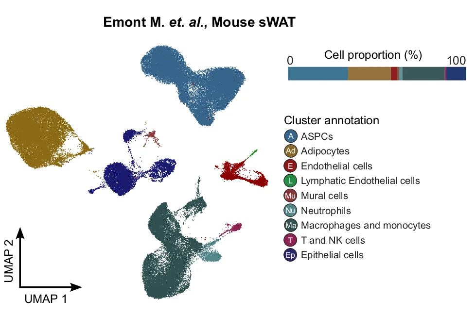 Open access visualization of UMAP, Stacked Bar Plot, Cell Clusters, Murine Subcutaneous White Adipose Tissue, Single Nucleus RNA Sequencing