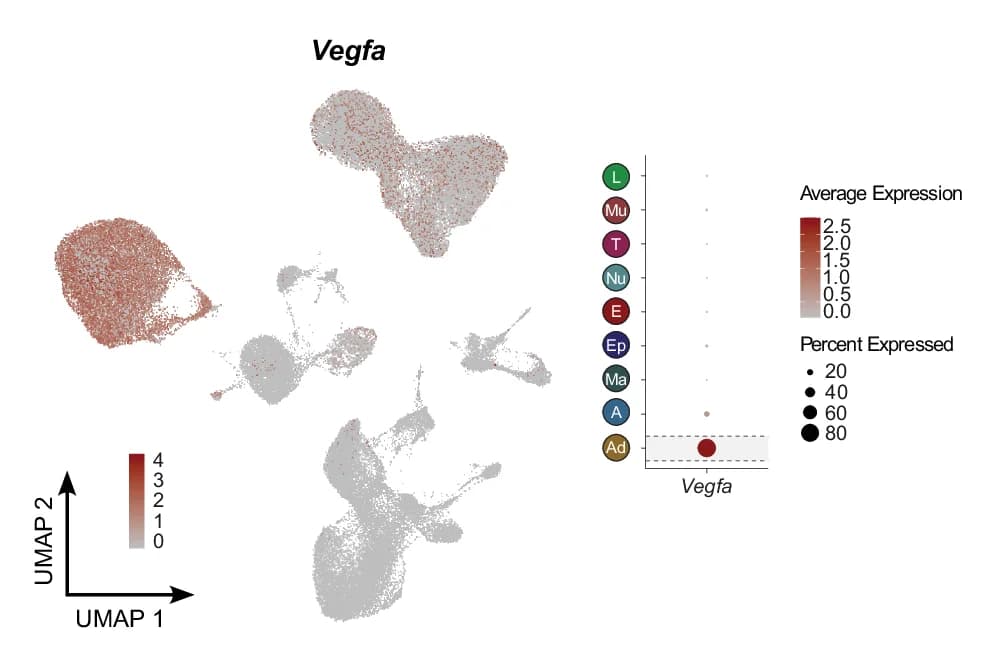 Open access visualization of UMAP, Scatter Plot, Bubble Plot, Feature Plot, Dot Plot