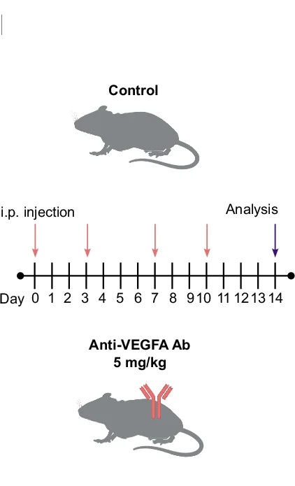 Open access visualization of Workflow, Illustration, Schematic Representation, Control, Anti VEGFA Antibody