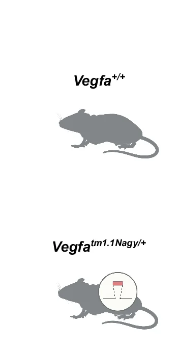 Open access visualization of Illustration, Schematic Representation, Vegfa, Gain-of-function, Mice