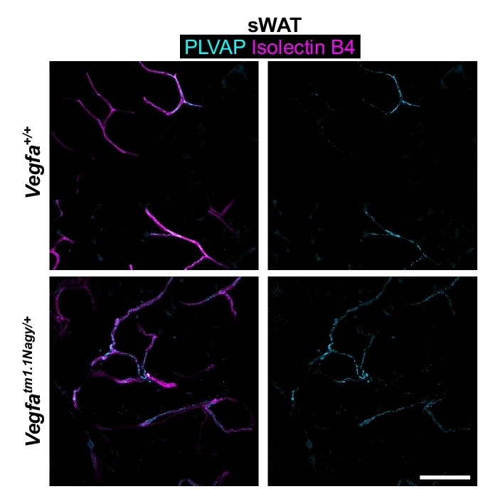 Open access visualization of Microscopy, Orthogonal Projections, Whole Mount Staining, PLVAP, Isolectin B4