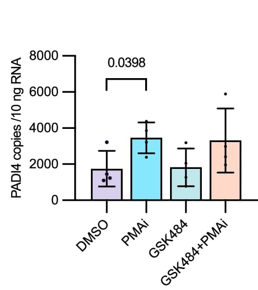 Open access visualization of Bar Plot, Error Bars, PADI4 Expression, 5A8 Cells, ddPCR