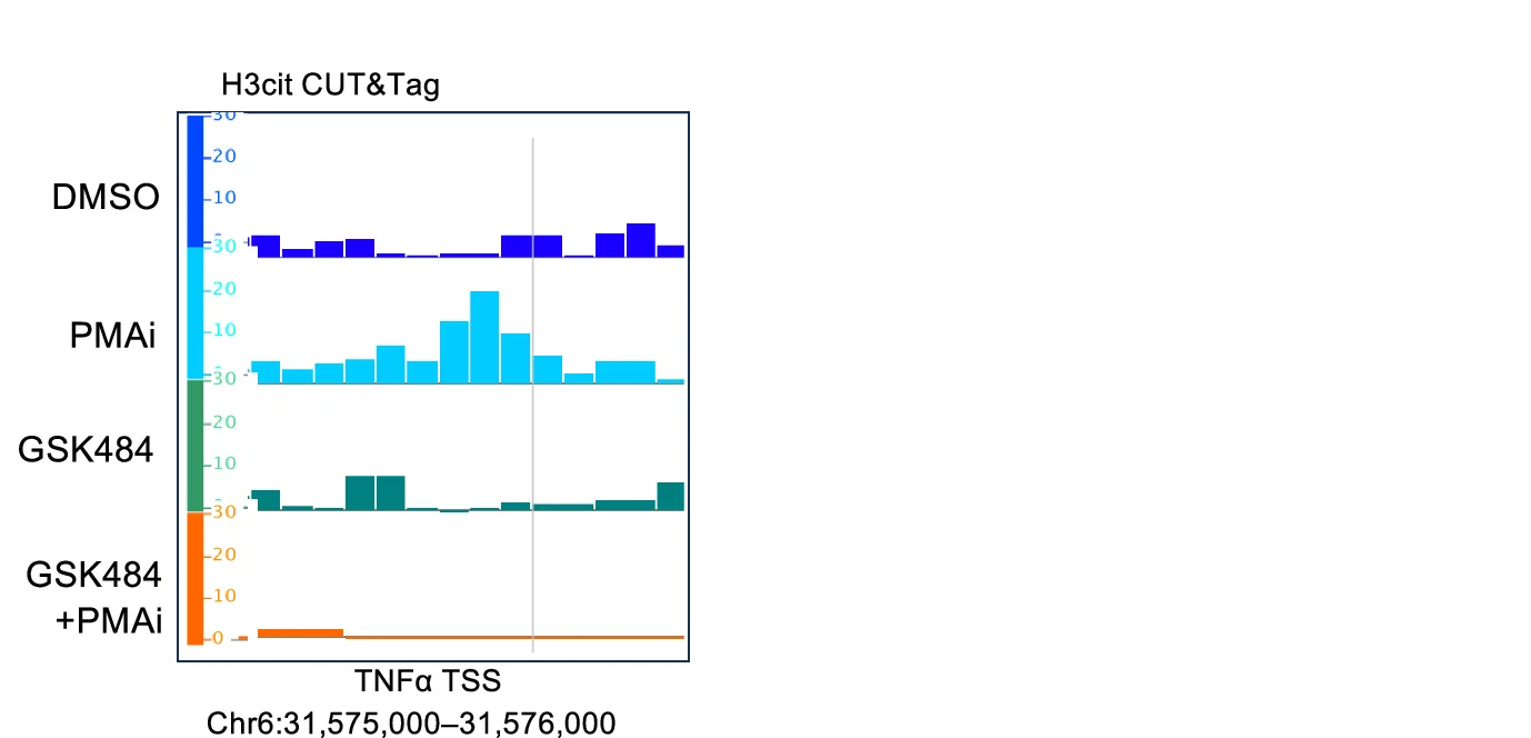 Open access visualization of Bar Plot, Genome Browser View, H3cit Signal, TNFα Promoter Region, TSS