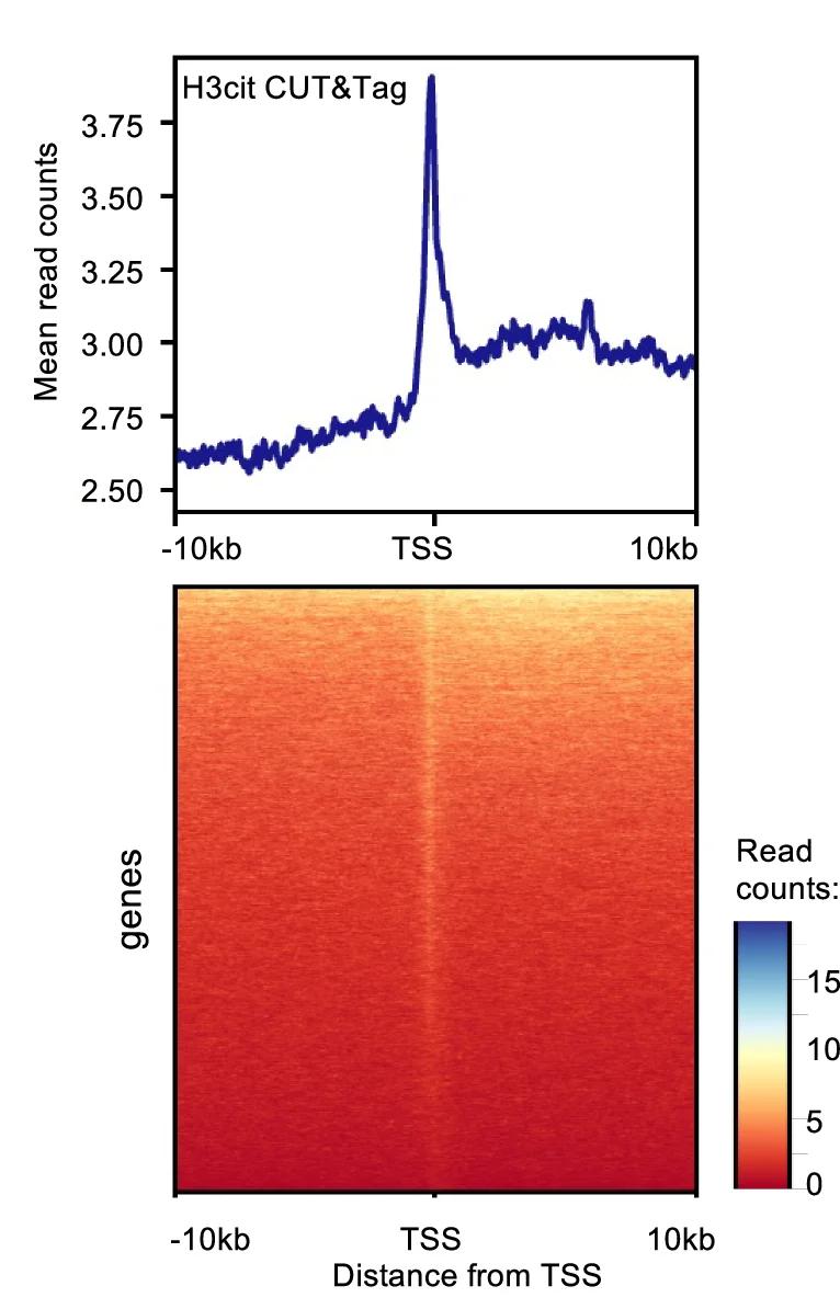 Open access visualization of Heatmap, Line Plot, Metagene Plot, DMSO, 5A8 Samples