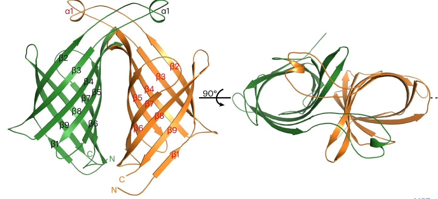 Open access visualization of Protein Structure, PloI4, Dimeric Architecture, Apo Form