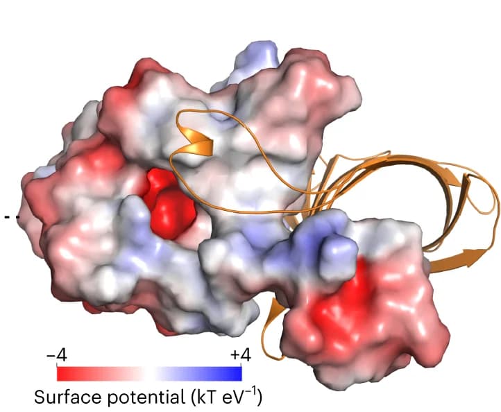 Open access visualization of Protein Structure, PloI4, Monomer, Surface Charge Potential, Acidic Cavity