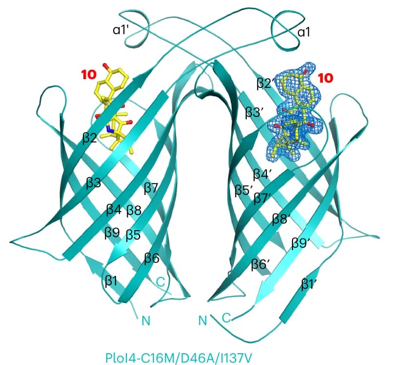 Open access visualization of Protein Structure, Chemical Structure, PloI4-C16M/D46A/I137V, Complex, Exo Adduct 10