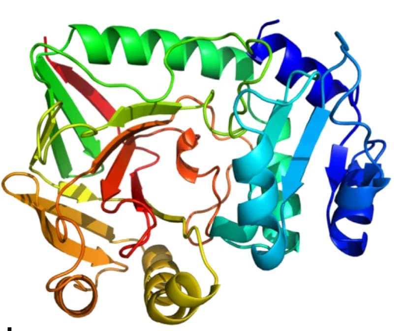 Open access visualization of Protein Structure, Cartoon Representation, N Terminus, C Terminus