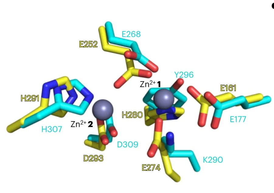 Open access visualization of Protein Structure, Chemical Structure, Metal Binding Site, CgnB, CgnE
