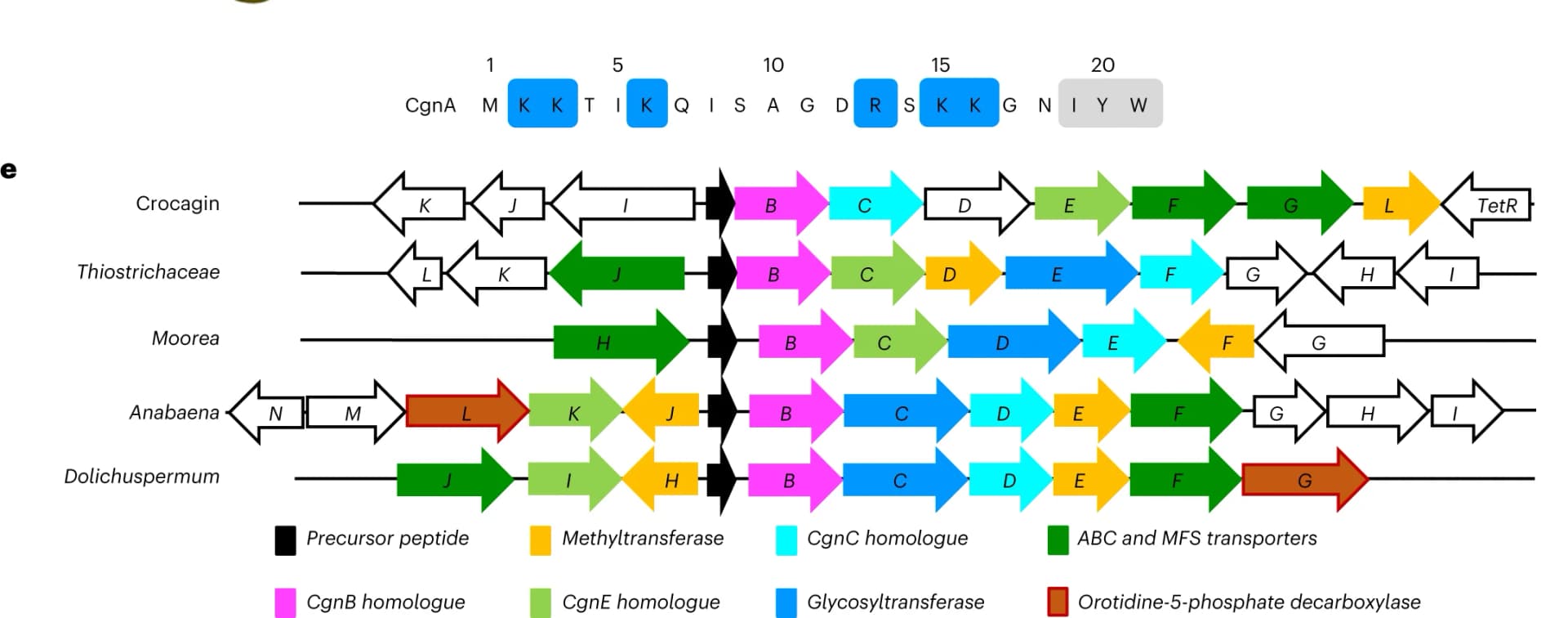 Open access visualization of Workflow, Sequence, CgnA, Residue, Positively Charged Side Chains