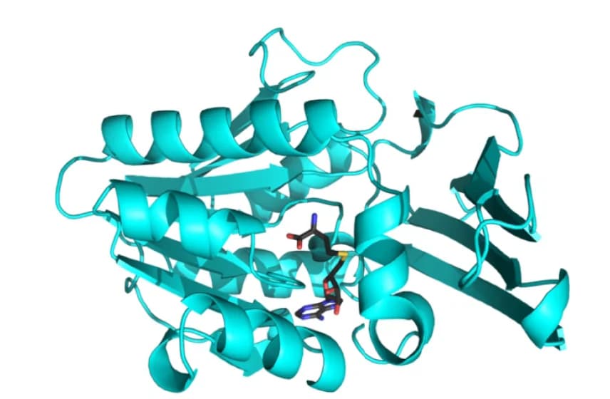 Open access visualization of Protein Structure, Chemical Structure, CgnL Structure, Cartoon Representation, S-Adenosylhomocysteine