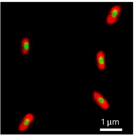 Open access visualization of Microscopy, STED Image, BODIPY Dye, Platelet Block Co-micelles, Block Co-micelles