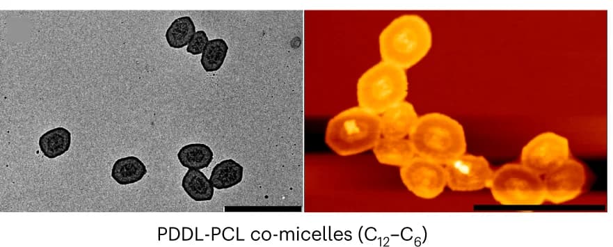 Open access visualization of Microscopy, TEM Images, AFM Height Images, PDDLPCL