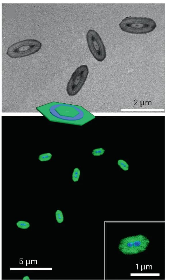 Open access visualization of Microscopy, Illustration, TEM, STED images, 2D platelets