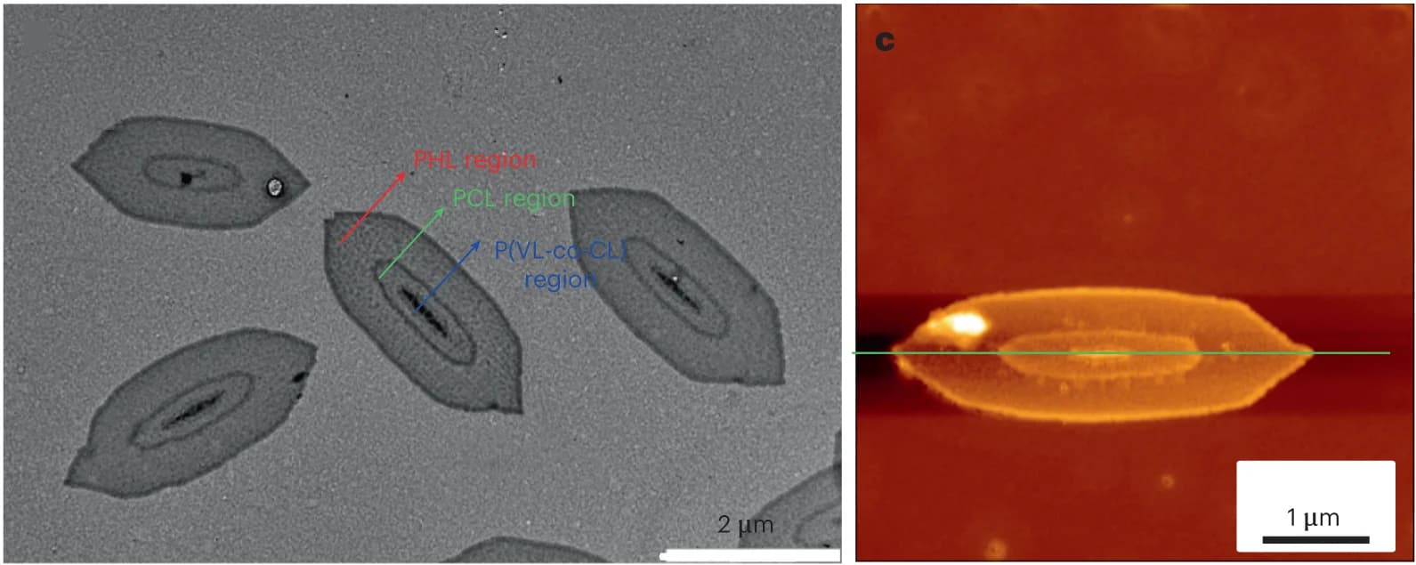 Open access visualization of Microscopy, TEM Image, Triblock Co-micelles