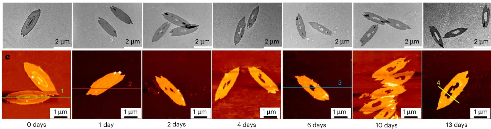 Open access visualization of Microscopy, TEM morphologies, Triblock co-micelles, Degradation times
