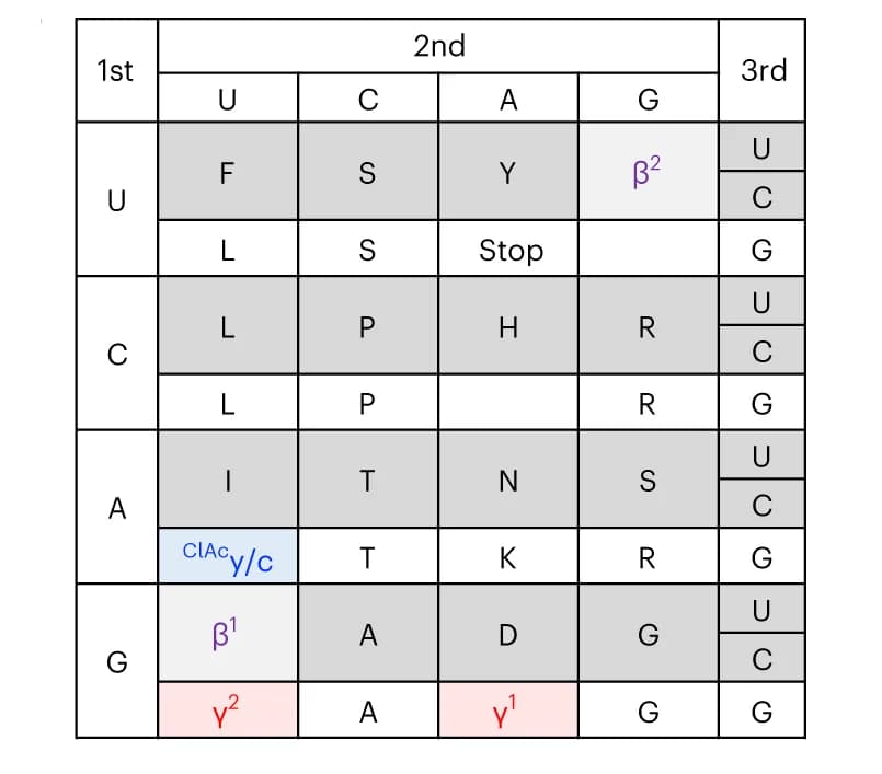 Open access visualization of Table Image, Codon Table, Reprogrammed Codon Table, mRNA Library