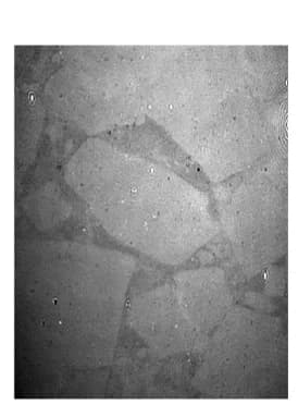 Open access visualization of Microscopy, BAM Images, FUS LC, PBS Buffer, Plate-like Domains