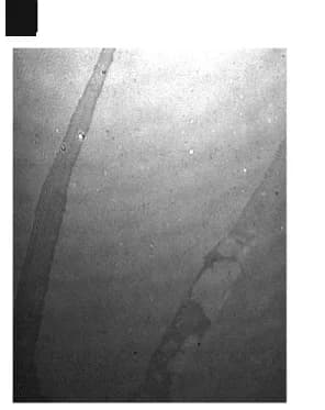 Open access visualization of Microscopy, BAM Images, FUS LC, PBS Buffer, Plate-like Domains
