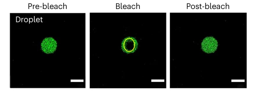Open access visualization of Microscopy, Fluorescence Images, FUS LC Droplet, Pre-bleach, Bleach