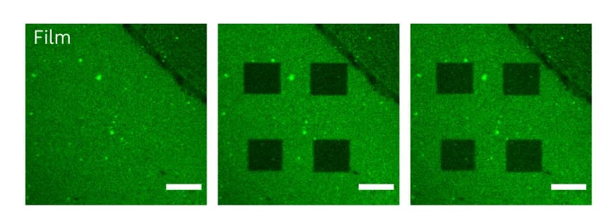 Open access visualization of Microscopy, Fluorescence Images, FUS LC Film, Pre-bleach, Bleach