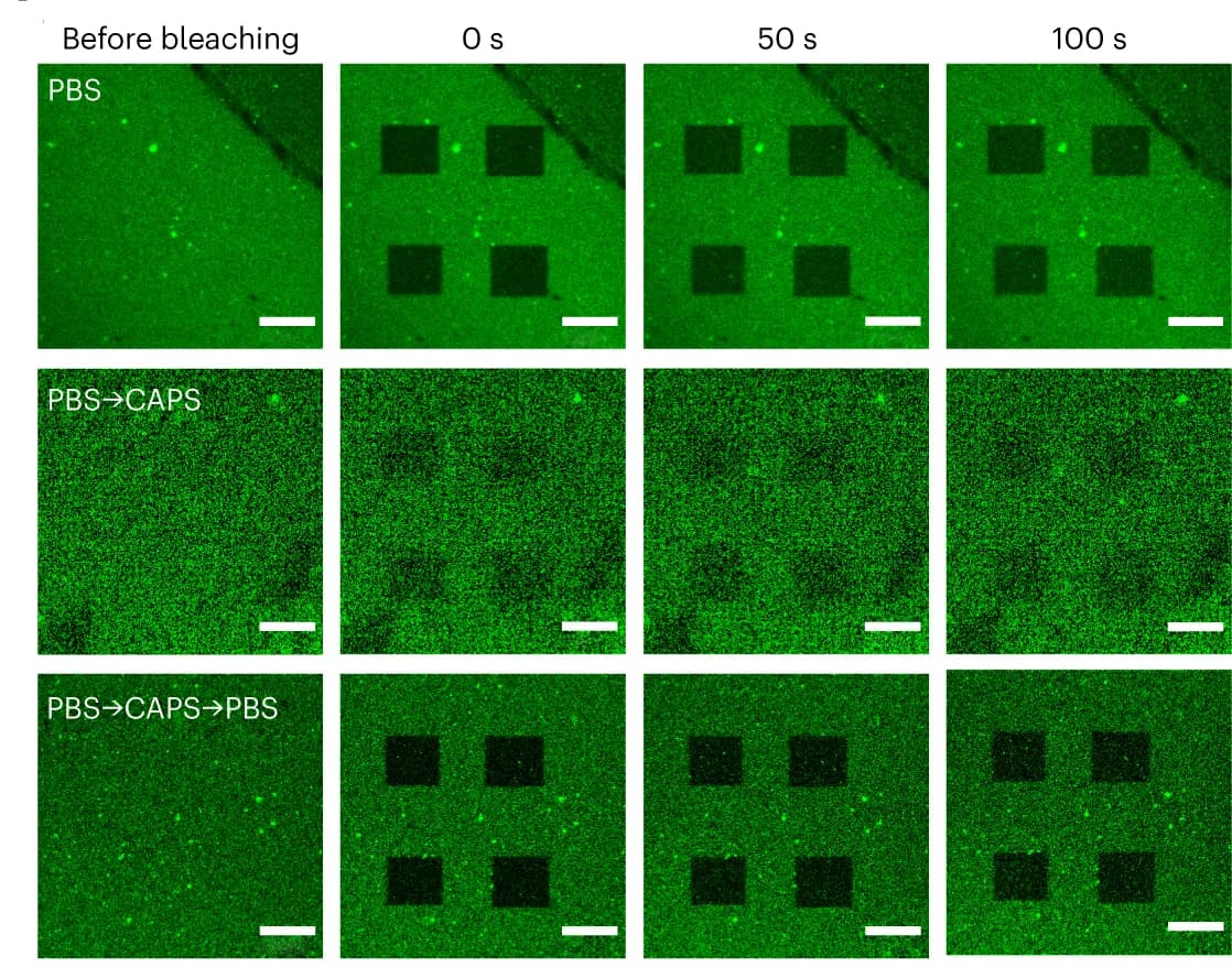 Open access visualization of Microscopy, FRAP Experiments, Cy3-labelled FUS LC Domain, Quantitative Analysis, Buffer-Exchange Experiments