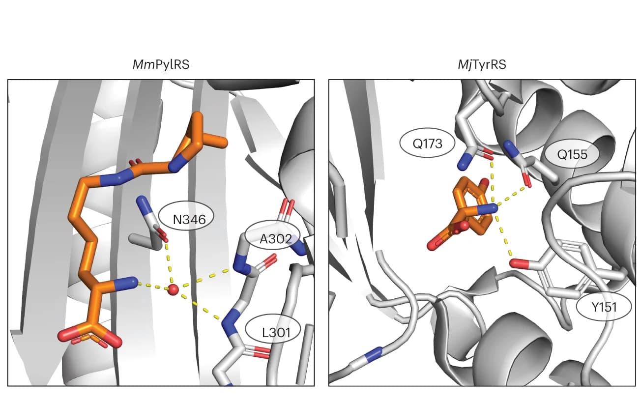 Open access visualization of Protein Structure, Chemical Structure, α-amino acids, Enzymes
