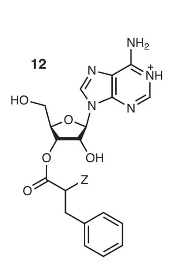 Open access visualization of Chemical Structure, Adenosine Nucleoside, RNAse A, Acyl-tRNA, Digestion