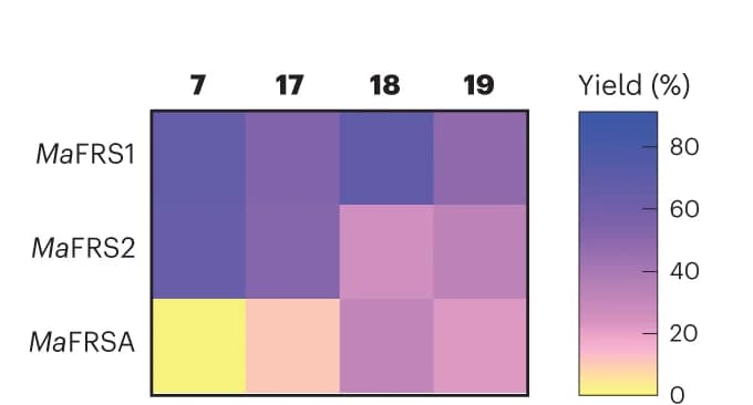 Open access visualization of Heatmap, Heat Map, Relative Activities, l-Phe, Substrates