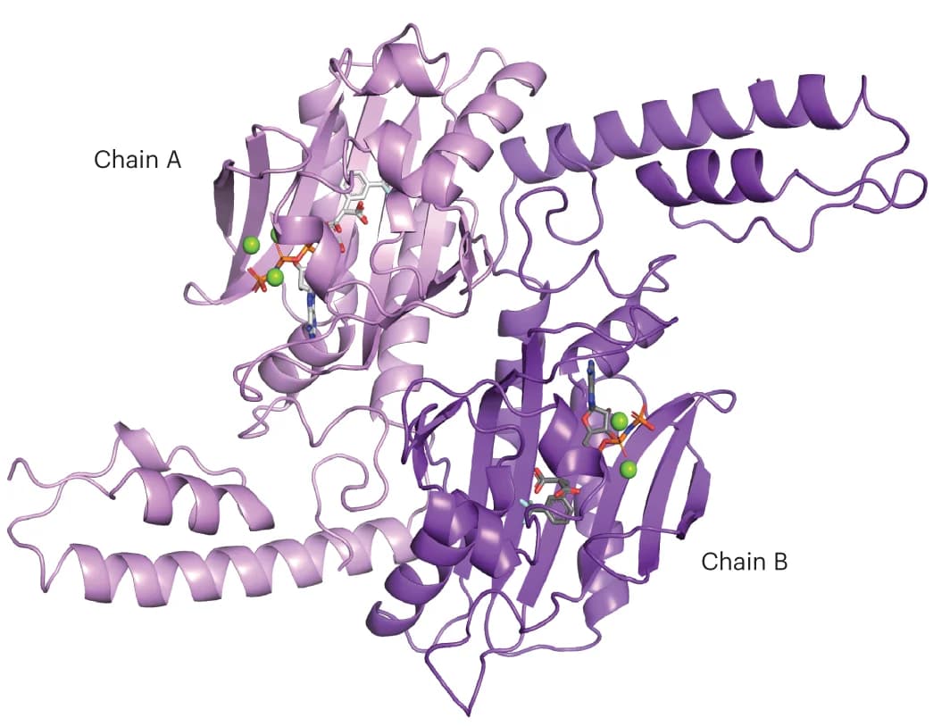 Open access visualization of Protein Structure, Chemical Structure, FRSA dimer, Non-identical chains, Asymmetric unit