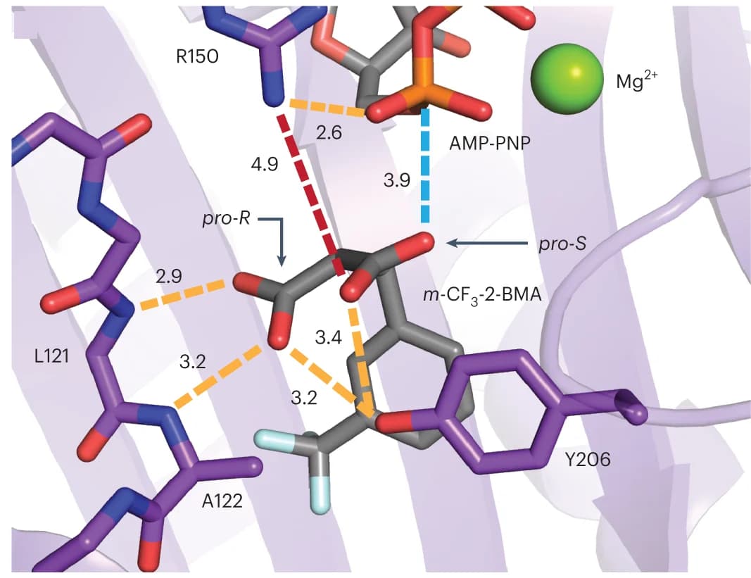 Open access visualization of Protein Structure, Chemical Structure, Chain B, m-CF3-2-BMA, Hydrogen bonds