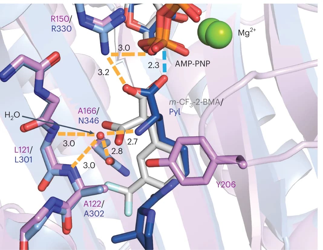 Open access visualization of Protein Structure, Chemical Structure, Active site A, WT Mm PylRS, Pyl