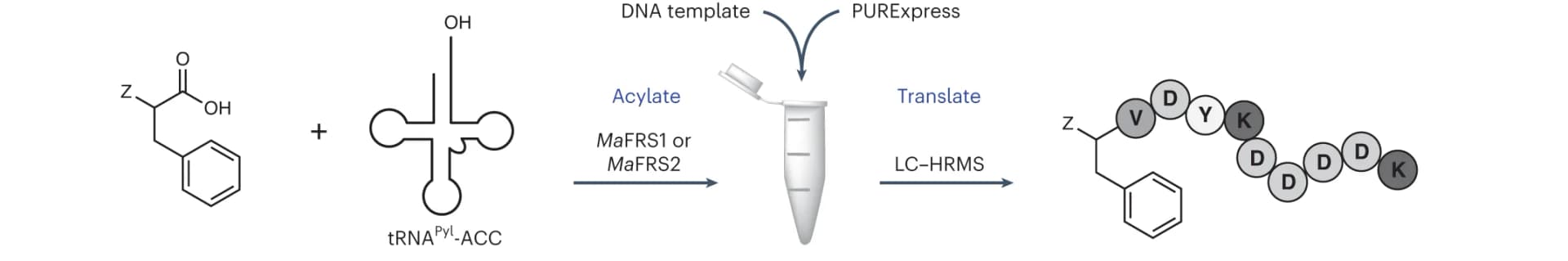 Open access visualization of Workflow, Chemical Structure, In Vitro Translation, Codon Skipping