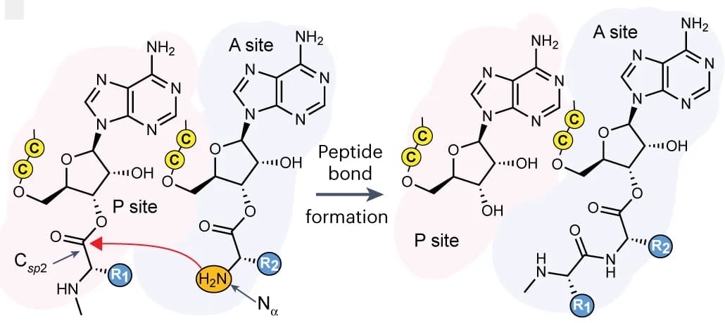 Open access visualization of Chemical Structure, Illustration, Peptide Bond Formation, Ribosome Active Site, PTC