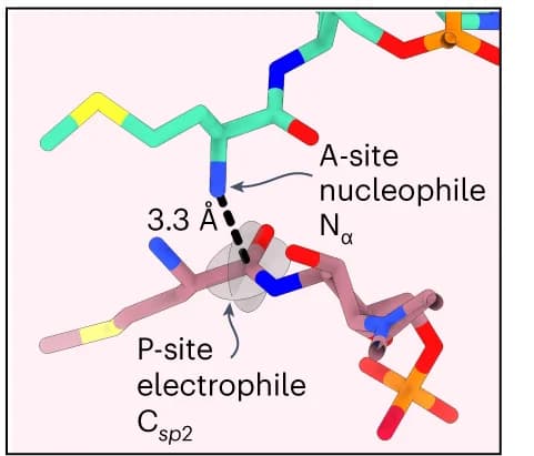 Open access visualization of Protein Structure, Chemical Structure, A-site, P-site, Met Residues