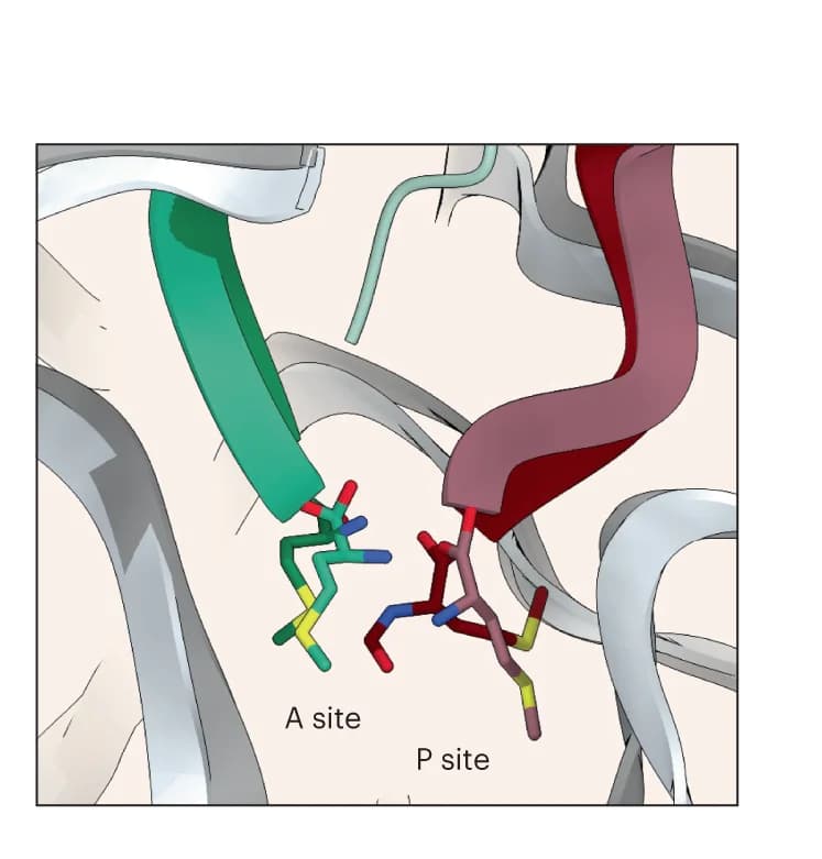 Open access visualization of Protein Structure, Chemical Structure, Cryo-EM model, PTC, Met