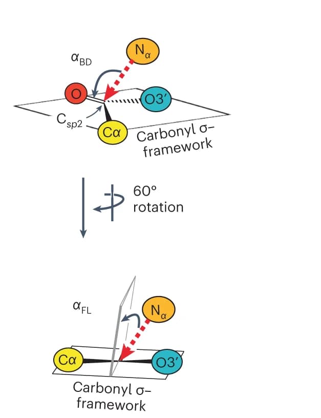 Open access visualization of Chemical Structure, Burgi-Dunitz Angle, Flippin-Lodge Angle, Nucleophile