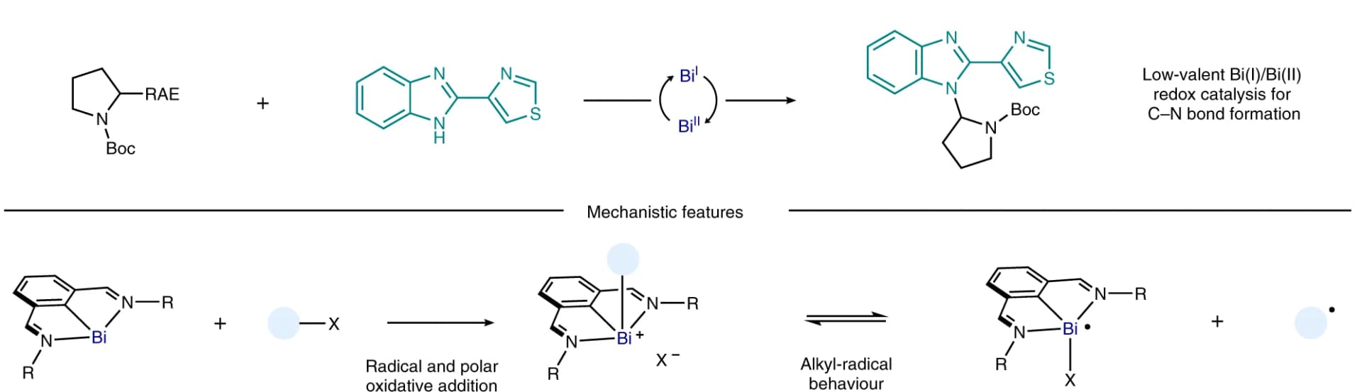 Open access visualization of Workflow, Illustration, Bismuth-Catalysed Reaction, C-N Cross-Coupling, Alkyl-Bismuth(III) Complexes