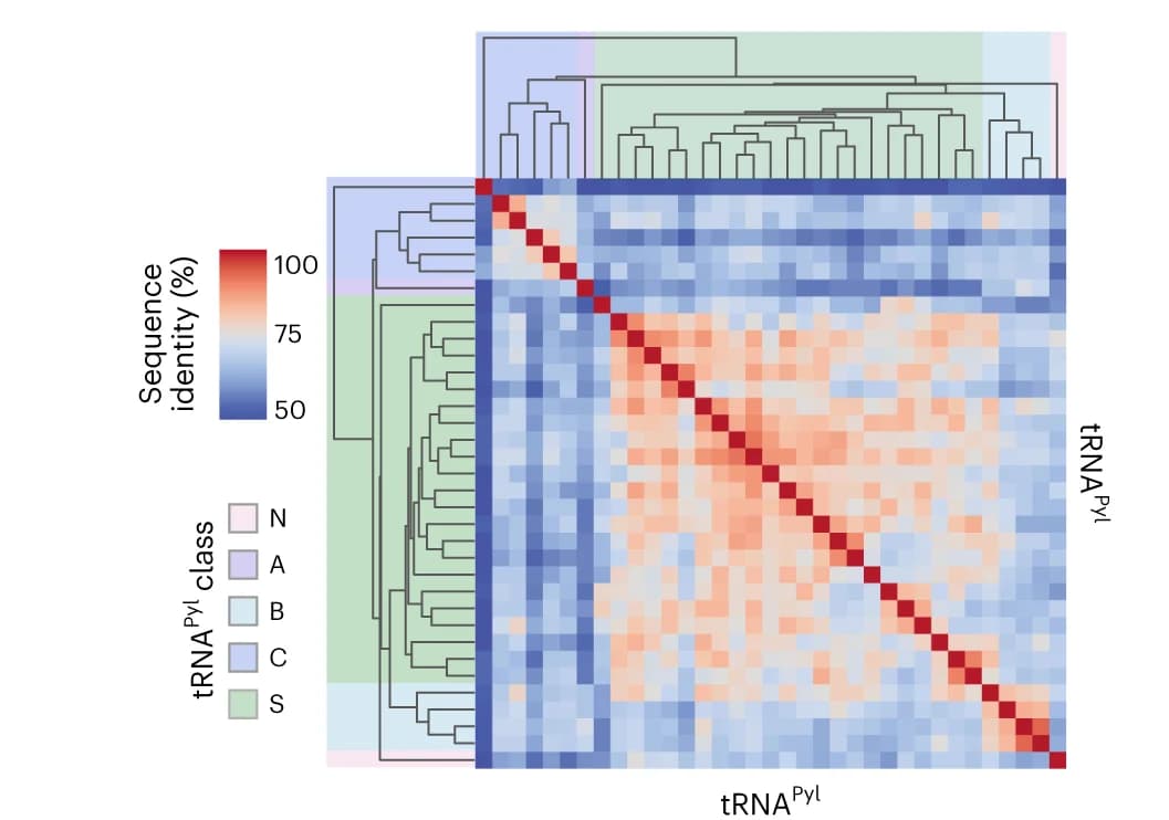 Open access visualization of Heatmap, Clustered, Clustergram, tRNA Pyl sequences, PylRS