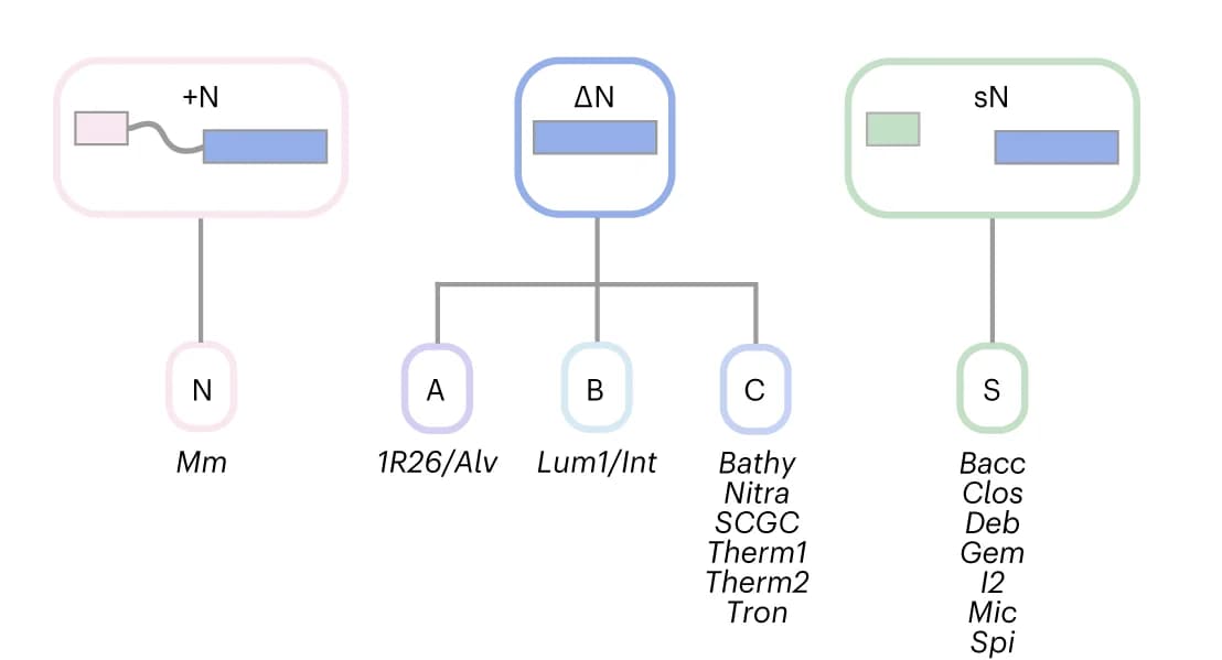 Open access visualization of Workflow, Flowchart, Pyl system groups, Pyl system classes, Schematic