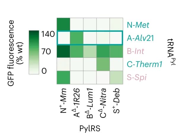 Open access visualization of Heatmap, Activity heatmap, tRNA Pyl screen, PylRS