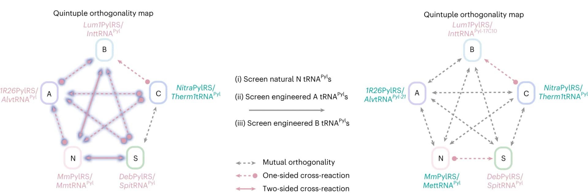 Open access visualization of Network, Pathway, tRNA Pyl screens, Pyl tRNAs, PylRS/tRNA Pyl pairs