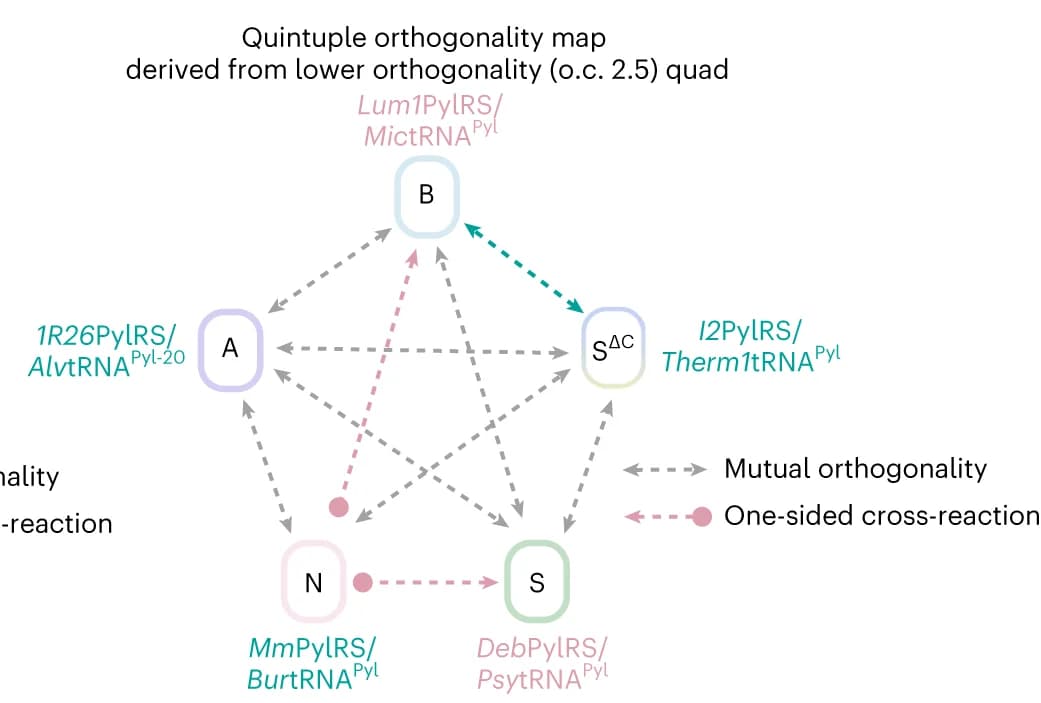 Open access visualization of Network, Pathway, Quadruply Orthogonal Set, PylRS, Interactions