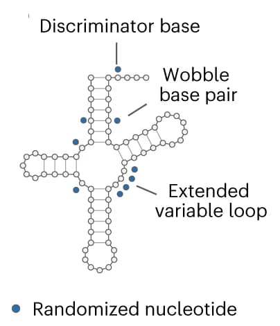 Open access visualization of Illustration, Pyl tRNAs, tRNA Pyl, Cloverleaf Structure, Orthogonal