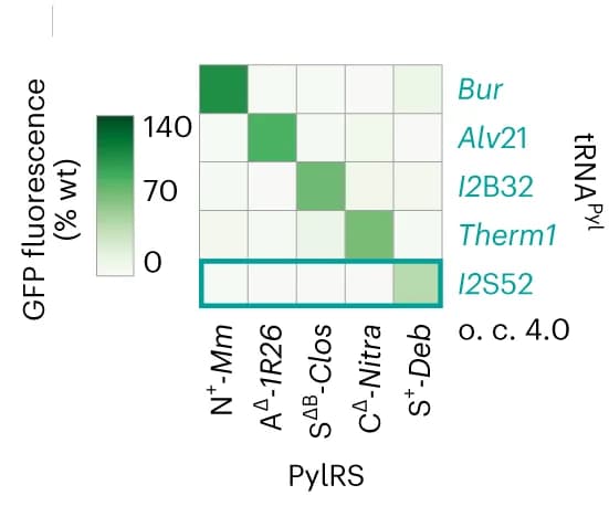 Open access visualization of Heatmap, Activity Heatmap, Directed Evolution, Pyl tRNA, Orthogonal tRNA